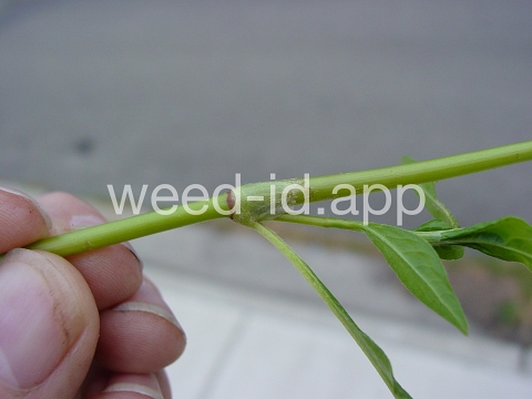 smartweed, pale